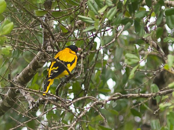 <h3><a href="/trips/srilanka/biota/animalia/chordata/aves/040 passeriformes/050 oriolidae/oriolus xanthornus/oriolus xanthornus-nl.html">Oriolus&nbsp;xanthornus</a> / Black‑hooded&nbsp;oriole / Zwartkopwielewaal</h3>NIKON D500 met AF-S Nikkor 300mm f/2.8G IF-ED VR II, 1/500 sec  bij F3.5, ISO 500, afstand 29.8&nbsp;m